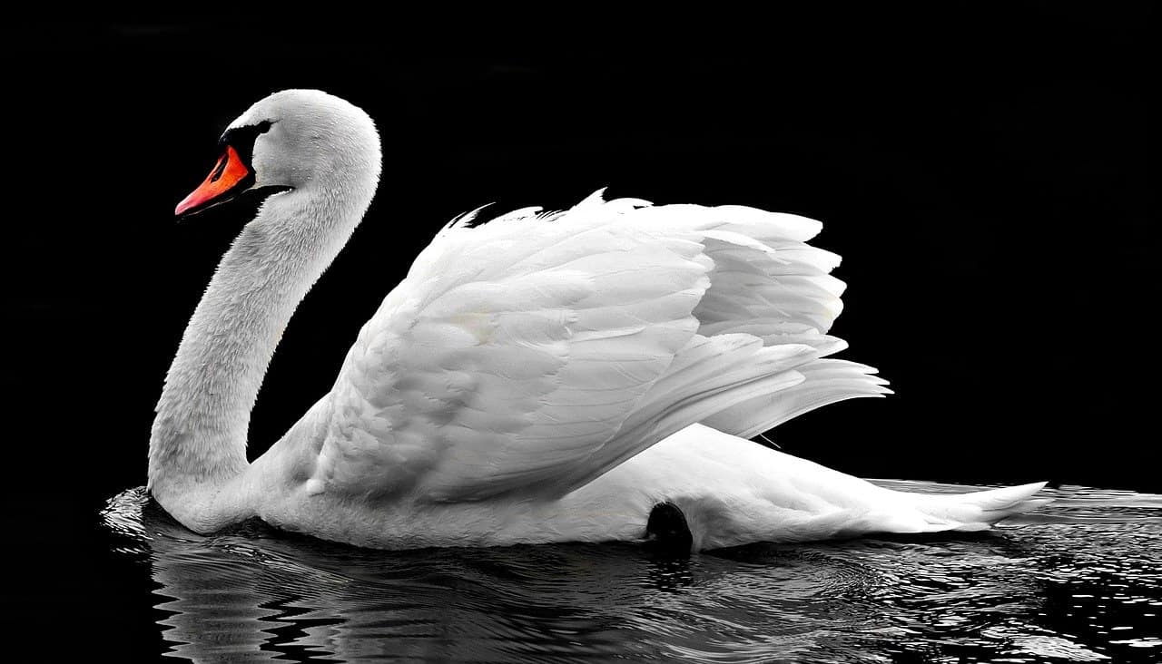 A swan swimming in a body of water