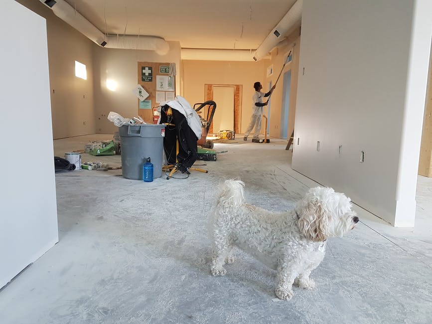 A dog standing in a room